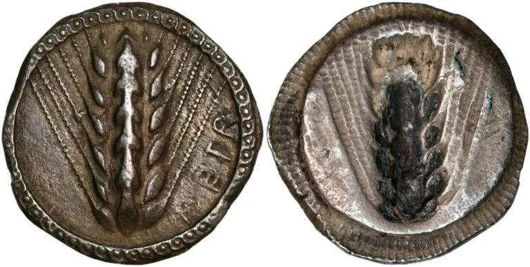 Stater from Metapontion in Lucania (510-470 BC)